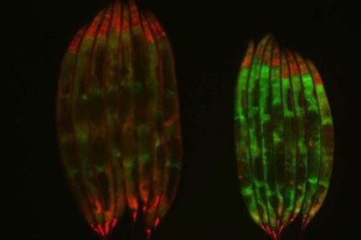 Старые C. Elegans одного возраста, экспрессирующие одно из событий альтернативного сплайсинга РНК, помеченное либо зеленым, либо красным флуоресцентным белком (слева червь, получавший питание вдоволь; справа – находившийся на ограниченном рационе). У червей, содержавшихся на ограниченной рационе, сохраняется паттерн сплайсинга, характерный для молодых животных.