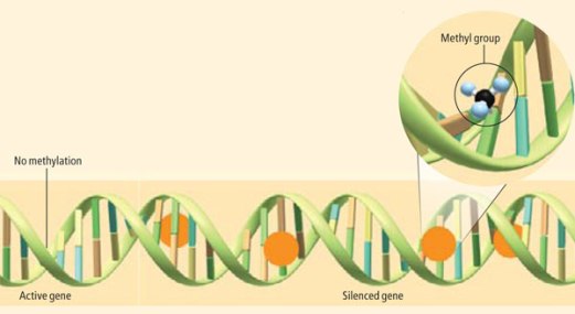 Метилирование ДНК. Присоединение к цитозину метильной группы приводит к подавлению экспрессии гена. В отсутствии метилирования ген активен.