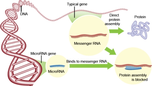 Длина гена микроРНК равна одной сотой длины типичного гена, кодирующего матричную РНК (мРНК). Матричная РНК ответственна за сборку белков. Гены микроРНК могут контролировать  важнейший процесс сборки белка, кодируя  короткую цепочку микроРНК, связывающуюся с мРНК и эффективно блокирующую синтез.