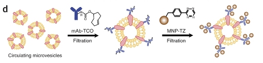 Двухступенчатая процедура маркировки используется для обеспечения максимума связывания магнитных наночастиц с белками-мишенями на микровезикулах.