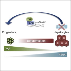 Сигнальный путь Hippo – важный регулятор пролиферации клеток и размера органов. Однако о роли этого каскада в контроле над судьбой клетки известно мало. Американские ученые показали, что активность пути Hippo является важнейшим условием поддержания дифференцированного состояния гепатоцитов. Удивительно, но инактивации сигналинга пути Hippo in vivo достаточно для дедифференциации, с очень высокой эффективностью, зрелых гепатоцитов в клетки, несущие характерные черты прогениторов. Эти прогениторные клетки – производные гепатоцитов – способны к самообновлению и обладают свойством приживления на уровне отдельной клетки.