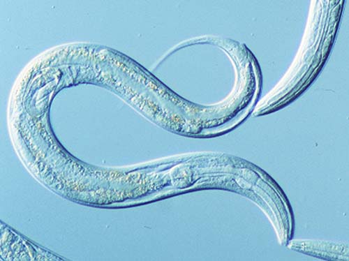 Круглый червь Caenorhabditis elegans – широко используемая для изучения процессов старения модель.
