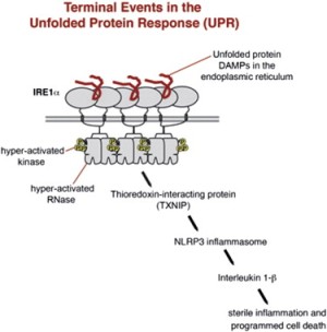 Накопление в эндоплазматическом ретикулуме (ER) до непоправимо высоких уровней несвернутых белков вызывает гиперактивацию внутриклеточных сигнальных путей, называемую реакцией на несвернутые белки (unfolded protein response, UPR), целью которой является включение программы апоптоза. Ученые установили, что белок TXNIP является важным узлом в этой «терминальной реакции на несвернутые белки». Белок TXNIP быстро индуцируется IRE1α, бифункциональной киназой/эндорибонуклеазой (РНКазой) эндоплазматического ретикулума. Гиперактивный белок IRE1α повышает стабильность матричных РНК TXNIP за счет снижения уровня дестабилизирующей TXNIP микроРНК miR-17. В свою очередь, повышенный уровень белка TXNIP активирует инфламасому NLRP3, вызывая расщепление прокаспазы-1 и секрецию интерлейкина 1β (IL-1β) У мышей Акита удаление гена txnip снижает гибель β-клеток поджелудочной железы при стрессе ER и подавляет диабет, обусловленный неправильным свертыванием проинсулина. Наконец, ингибиторы малой молекулы РНКазы IRE1α подавляют синтез TXNIP, блокируя  секрецию IL-1β. Таким образом, путь IRE1α-TXNIP используется в терминальной реакции на несвернутые белки для стимулирования асептического воспаления и запрограммированной смерти клеток и может быть мишенью для разработки эффективных препаратов для лечения клеточных дегенеративных заболеваний.
