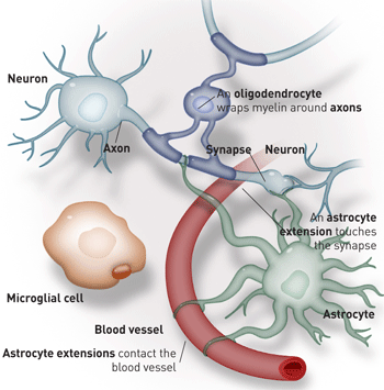 Нейроны – главные клетки головного мозга. Но без клеток глии – астроцитов, микроглии и олигодендроцитов – им не обойтись.
