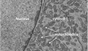 Митохондрии (органеллы справа) взаимодействуют с ядром клетки, обеспечивая ее нормальное функционирование.