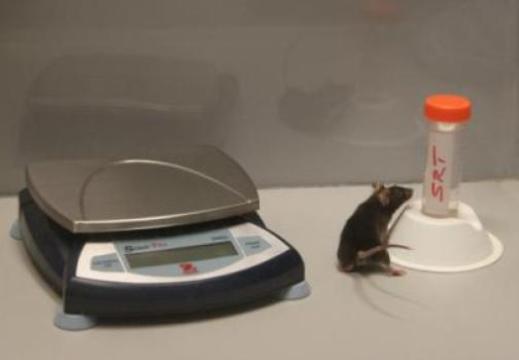 Чтобы задержать начало нейродегенерации у мышей, ученые ограничивали количество калорий в их рационе или фармакологически активировали фермент SIRT1 с помощью соединения STR. В обоих случаях животные демонстрировали замедление потери памяти и сохранение синаптической пластичности.