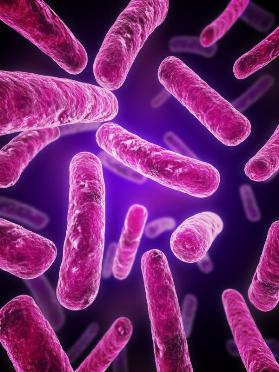 Художественное изображение кишечной палочки Escherichia coli