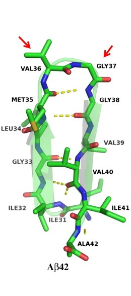 Олигомеризация бета-амилоидного пептида – основополагающее событие в развитии болезни Альцгеймера. С-терминальный изгиб (β-шпилечная структура) делает Aβ42 особенно токсичным и патогенным. Эта структура может быть исключительно важной терапевтической мишенью. Желтой пунктирной линией показаны водородные связи. Атомы C, N, O и S показаны зеленым, синим, красным и желтым, соответственно. Красные стрелки указывают на С-терминальный шпилечный изгиб.