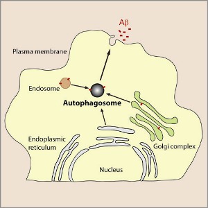 Роль аутофагии в секреции бета-амилоида нейронами