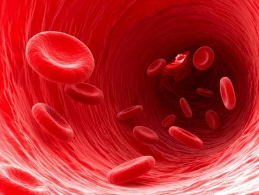 Активность красных клеток крови - эритроцитов, - не имеющих ДНК, также подчиняется циркадным ритмам.