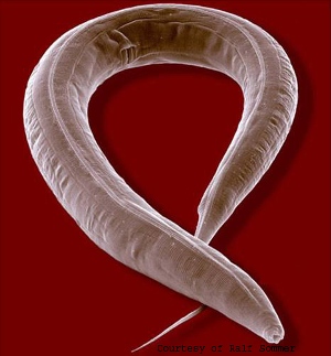 Круглый червь Caenorhabditis elegans