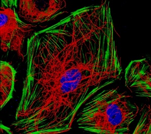 Эндотелиальные клетки. Зеленым показаны актиновые стрессовые волокна, красным – микротрубочки.
