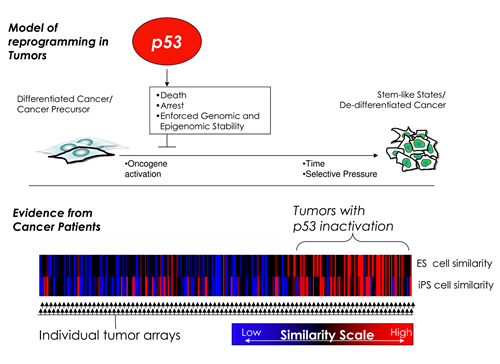 Супрессор опухолей р53 предотвращает переход раковых клеток в более агрессивное состояние, подобное состоянию стволовых клеток. Опухолевые клетки с инактивированным  р53 демонстрируют высокую степень сходства генетического профиля с эмбриональными стволовыми (ESCs) и индуцированными плюрипотентными стволовыми клетками (iPSCs).  (Красным показана наибольшая степень подобия).