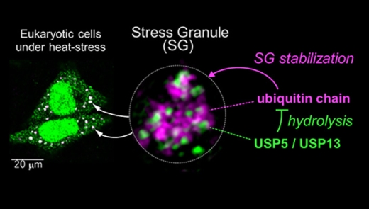 Внутренняя структура стресс-гранул. Ферменты USP5 and USP13 гидролизуют цепи убиквитина в стресс-гранулах. Эти реакции необходимы для эффективной разборки гранул после выхода из состояния стресса.