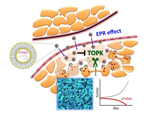 Инкапсулированный в липосому препарат под условным названием OTS964 попадает в раковые клетки, где блокирует фермент TOPK, предотвращая конечную стадию процесса клеточного деления.
