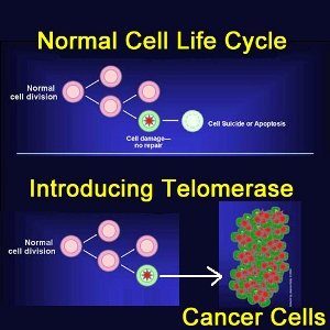 Когда нормальная клетка становится раковой, уровень теломеразы резко повышается.