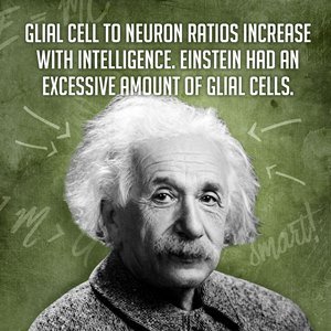 Чем выше интеллект, тем больше соотношение глиальные клетки/нейроны. Количество глиальных клеток в мозге Альберта Эйнштейна превышало норму.