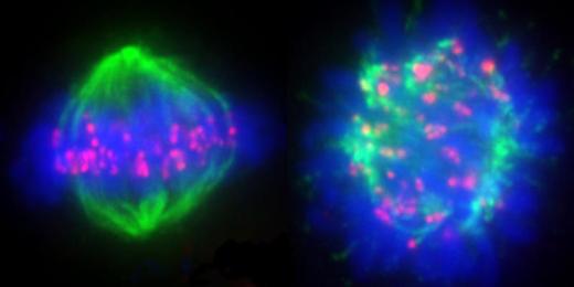 Веретено деления. Слева: белок Aurora B регулирует комплекс Ska. Хромосомы (синие) могут быть захвачены микротрубочками (зеленые) у кинетохоров (красные). Справа: Aurora B не может регулировать комплекс Ska и зафиксировать точки связывания (красные) между хромосомами (синие) и микротрубочками (зеленые).