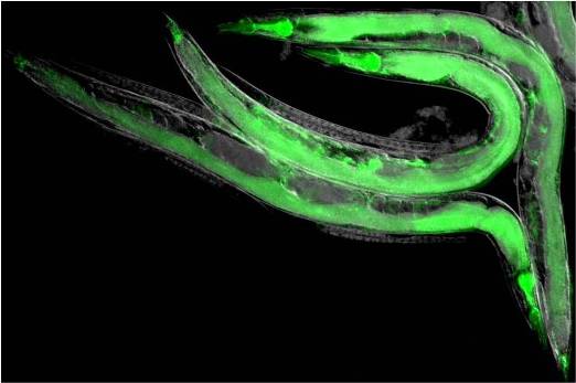 Нематоды  C. elegans,  лишенные клеток зародышевой линии, с флуоресцентным маркером аутофагии.