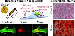 Силикатные нанопластинки индуцируют остеогенную дифференцировку человеческих мезенхимальных стволовых клеток (hMSCs) в отсутствие каких-либо других остеоиндуктивных факторов. Это открытие предполагает использование силикатных нанопластинок в разработке биологически активных матриц в инженерии скелетно-мышечных тканей.