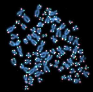 С каждым делением клетки защитные «колпачки» на концах хромосом (красные и зеленые точки) становятся короче и короче. Когда теломеры «изнашиваются», структура упаковки ДНК в хромосоме претерпевает серьезные изменения. Эти изменения, вероятно, и приводят к  тому, что мы называем старением.