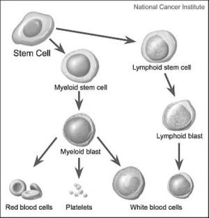 Гемопоэтические стволовые клетки образуют клетки-предшественники и зрелые клетки крови – эритроциты, тромбоциты и лейкоциты