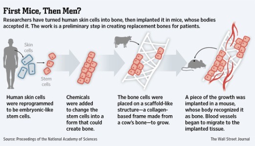 Клетки человеческой кожи были перепрограммированы в индуцированные плюрипотентные стволовые клетки. С помощью химических добавок стволовые клетки были перепрограммированы в клетки-предшественники костной ткани, которые были помещены на коллагеновую подложку для роста. Фрагменты выращенной ткани были имплантированы в организм мыши, распознавший их как кость. К имплантированной ткани начали мигрировать клетки кровеносных сосудов.