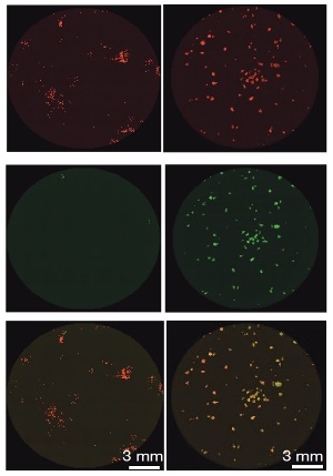 Левая колонка: предыдущий метод получения индуцированных плюрипотентных стволовых клеток (ИПСК); правая колонка: ИПСК, полученные новым методом, разработанным доктором Ханна. Вверху: клетки кожи (красные); в центре: ИПСК из клеток кожи (зеленые); внизу: наложение верхнего и центрального изображений. Перепрограммированные в ИПСК клетки кожи показаны светло-желтым. Количество ИПСК на нижнем правом изображении значительно больше, чем на левом.