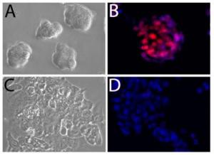 Мышиные эмбриональные стволовые клетки, растущие круглыми колониями (А) и экспрессирующие белок Sox2, показанный красным (В). Клетки с удаленной областью контроля над Sox2 теряют характерный для эмбриональных стволовых клеток внешний вид (С) и не экспрессируют Sox2 (D). Синим на B и D показана ДНК.