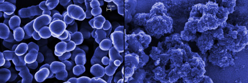 Чистые силикатные субмикрочастицы (слева);  силикатные субмикрочастицы, покрытые углеродными наночастицами.