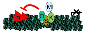 В начале перепрограммирования клетки регуляторные белки  Oct4 (O), Sox2 (S) и Klf4 (K) связываются с хромосомами у молчащих генов и делают возможным связывание с-Мус (M). Однако существуют большие хромосомные домены, содержащие особые эпигенетические метки (красные треугольники), препятствующие связыванию O, S, K, M. Удаление этих  меток позволяет регуляторным белкам связываться с ДНК и способствует процессу клеточного перепрограммирования.