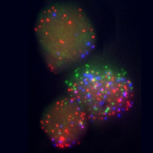 Эмбриональные фибробласты мыши в процессе перепрограммирования. Каждая цветная точка представляет матричную РНК, ассоциированную с определенным геном. Красные точки представляют мРНК гена Sall4, зеленые – Sox2, голубые – Fbxo15. Ученые установили, что Sox2 активирует Sall4, а затем Fbxo15, создавая генную иерархию на более поздней стадии перепрограммирования.