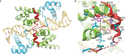 3D структура транскрипционного фактора Oct4, связанного с ДНК. Линкер доменов POU (голубые и зеленые) показан красным. В перепрограммировании клеток транскрипционный фактор Oct4 не может быть заменен другими членами этого семейства белков. Путем сравнения структуры домена семейства POU белка Oct4 в комплексе с ДНК с аналогичными структурами других белков Шёлер с коллегами идентифицировали α-спираль на поверхности Oct4, являющуюся платформой для связывания эпигенетических модификаторов генов-мишеней Oct4. Точечные мутации в этой α-спирали изменяют или подавляют перепрограммирующие свойства Oct4.