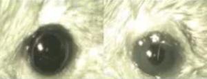 У мышей с генетическим заболеванием, приводящим к слепоте, наблюдается частичное восстановление зрения после введения химических «фотовыключателей». Зрачок глаза, в который введено небольшое количество соединения AAQ, сокращается в ответ на свет (справа), в то время как зрачок необработанного глаза совершенно на него не реагирует.