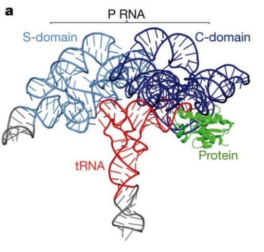 Структура бактериальной РНКазы P, состоящей из большой РНК-субъединицы (338 нуклеотидов, около 100 кДа) и небольшого белка (117 аминокислот, около 14 кДа), в комплексе с тРНК (76 нуклеотидов, около 26 кДа). РНК-компонент служит основным катализатором реакции и состоит из двух доменов – каталитического С-домена (синий) и домена специфичности S (голубой). Белок РНКазы Р (зеленый) связывается с  5′ областью субстрата пре-тРНК и помогает высвобождению продукта.