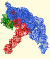 Кристаллическая структура РНКазы P, состоящая из большой РНК-субъединицы (синяя) и небольшого белкового компонента (зеленый), в комплексе с тРНК (красная). РНК-компонент служит основным биокатализатором этой реакции.