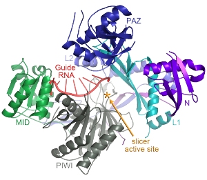 Белок Argonaute2 эффективно подавляет ген, перехватывая и разрезая его РНК-транскрипты, прежде чем они транслируются в рабочие белки.