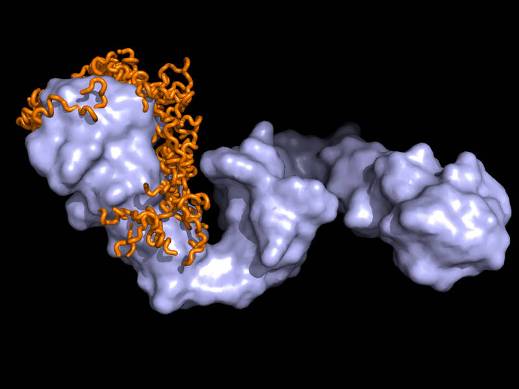 Хотя Hsp90 обычно предпочитает уже свернутые белки, он, тем не менее, связывается с тау-белком, ответственным за развитие болезни Альцгеймера. Международная группа ученых расшифровала молекулярные механизмы распознавания шапероном Hsp90 тау-белка. На снимке белковый комплекс Hsp90 – тау (Hsp90 светло-голубой, тау-белок оранжевый).