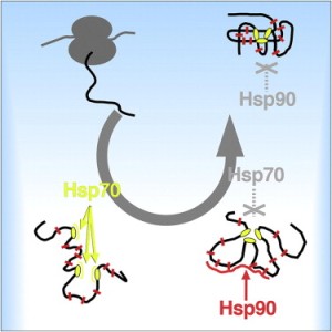 Фолдинг белков в клетке основан на скоординированном действии консервативных семейств шаперонов – систем Hsp70 и Hsp90. Hsp70 действует на ранней стадии, а Hsp90 в конце фолдинга, но молекулярная основа такого тайминга является загадкой, что, главным образом, объясняется недостаточной изученностью субстратной специфичности Hsp90. Немецкие и голландские ученые получили структурную модель Hsp90 в комплексе с его естественным, связанным с болезнью Альцгеймера, субстратом – внутренне неупорядоченным белком тау. Hsp90 связывается с широкой областью тау, включающей предрасположенные к агрегации повторы, взаимодействующей с микротрубочками. Кроме того, субстрат-связывающий интерфейс Hsp90 длиной 106 Å делает возможными многие контакты с низкой аффинностью и узнавание рассеянных гидрофобных остатков в поздних интермедиатах свертывания, остающихся после раннего связывания сайтов шаперона Hsp70. Эта модель разрешает парадокс, как Hsp90 одновременно специфически выбирает поздние интермедиаты фолдинга и некоторые внутренне неупорядоченные белки: с точки зрения Hsp90 они выглядят одинаково.