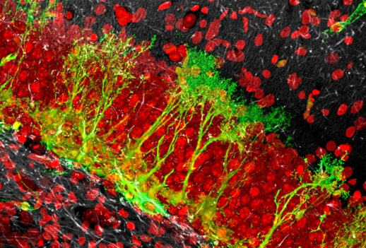 В гиппокампе нейральные стволовые клетки (зеленые) находятся в слое ниже их потомства, гранулярных нейронов (красные). При активации внешними стимулами они вступают в митоз и дают начало нейрональным прогениторным клеткам, которые в конечном итоге дифференцируются в зрелые нейроны и мигрируют в верхний слой. Количество нейральных стволовых клеток в гиппокампе с течением времени уменьшается, возможно, способствуя возникновению когнитивных нарушений, ассоциируемым со старением. Согласно одной из гипотез, после ряда быстрых делений нейральные стволовые клетки исчезают, трансформируясь в астроциты.