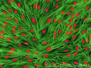 Человеческие фибробласты (мезодерма). Ядра клеток, содержащие генетическую информацию, показаны красным. Белок актин филаментов, составляющих часть цитоскелета, - зеленым. Цитоскелет поддерживает форму клетки, позволяет ей перемещаться и участвует во внутриклеточном транспорте веществ. Фибробласты дают начало соединительной ткани, вырабатывая коллаген – основной структурный белок организма.