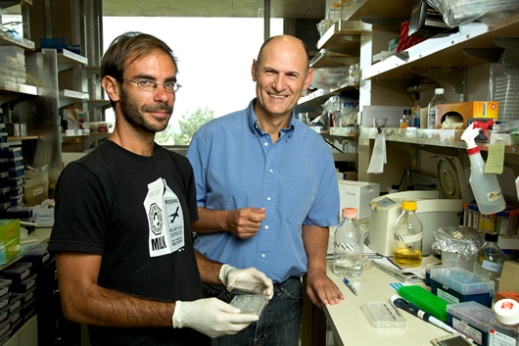 Профессор лаборатории экспрессии генов Института Солка Хуан Карлос Исписуа Бельмонте (Juan Carlos Izpisua Belmonte) (справа) и научный сотрудник его лаборатории Серхио Руис (Sergio Ruiz).