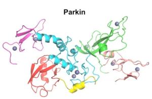 Канадские ученые расшифровали трехмерную структуру белка паркина.
