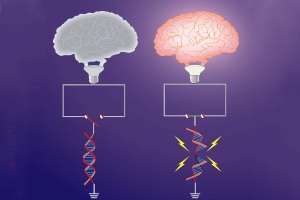 Гены раннего ответа, важные для синаптической пластичности, «выключаются» топологическими препятствиями. Активность нейронов вызывает разрывы ДНК в генах раннего ответа, чем эти топологические ограничения снимаются, и «включает» экспрессию генов. Показанное здесь топологическое препятствие для генов раннего ответа представлено в виде разомкнутого переключателя (слева), связанного неповрежденной ДНК. Образование двухцепочечного разрыва ДНК устраняет это препятствие и обеспечивает замыкание цепи (справа). «Мозг-лампа» представляет проявление активности нейронов.