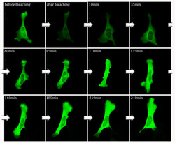 Молекулярные биологи изучили культуру клеток, синтезировавших мутантный белок хантингтин, связанный с болезнью Хантингтона. Эта серия изображений показывает такую клетку, исследованную с помощью метода FRAP (fluorescence recovery after photobleaching, восстановление флуоресценции после фотообесцвечивания). Как можно видеть, дефектный белок (помечен зеленым красителем) распространяется по всему телу клетки. После получения первого изображения связанный с уже присутствовавшими в клетке белками краситель был «выключен» («обесцвечен»), поэтому на короткое время интенсивность флуоресценции снизилась. Однако, когда в клетке были синтезированы новые белки, она опять усилилась.