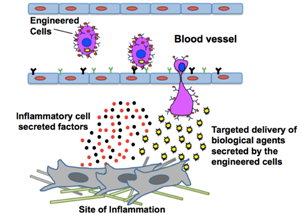 Инженерные мезенхимальные стволовые клетки, «наведенные» на зону воспаления, секретируют иммуносупрессирующий цитокин интерлейкин-10.