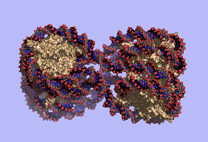 Модель нуклеосомы – элементарной единицы упаковки ДНК в клетке: нить ДНК обёрнута вокруг комплекса гистоновых белков.