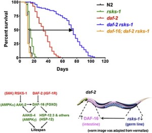 Подавление DAF-2 (рецептора инсулиноподобного фактора роста 1 [IGF-1]) или RSKS-1 (S6K) – ключевых молекул сигнальных путей инсулин/IGF-1 и мишени рапамицина (TOR), соответственно, – увеличивает продолжительность жизни Caenorhabditis elegans. Комбинация мутаций в daf-2 и rsks-1 приводит к почти пятикратному увеличению продолжительности жизни, что намного больше, чем сумма отдельных мутаций. Это синергичное увеличение продолжительности жизни требует положительной регуляции с обратной связью DAF-16 (FOXO) через комплекс AMP-активируемой протеинкиназы (AMPK). Ученые соотнесли это синергичное увеличение продолжительности жизни с зародышевой линией в качестве ключевой ткани. Кроме того, специфическое ингибирование rsks-1 в зародышевой линии активирует DAF-16 в кишечнике. Вместе эти данные подчеркивают важность зародышевой линии в значительном увеличении продолжительности жизни за счет daf-2 rsks-1.