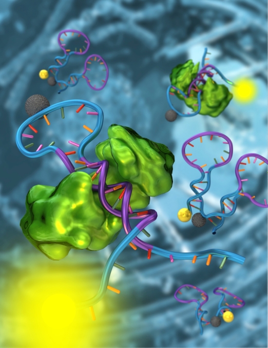 Изменяющий структуру наносенсор из последовательности ДНК (синий и фиолетовый) обнаруживает специфический транскрипционный фактор (зеленый) и сигнализирует об этом флуоресцентной вспышкой.