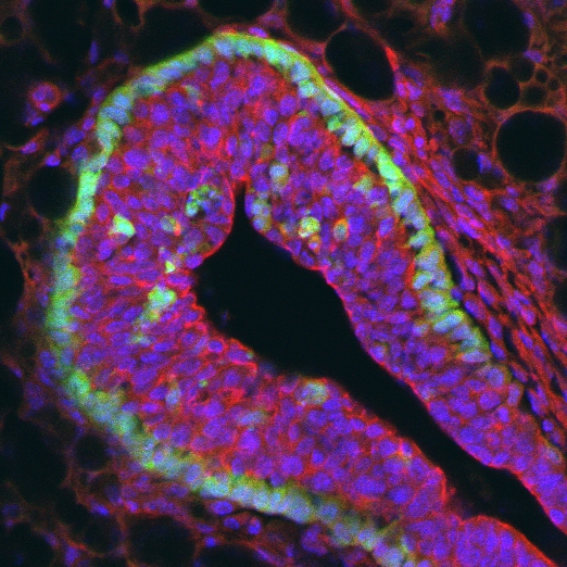 GFP-позитивные стволовые клетки молочной железы в ткани молочной железы половозрелой мыши.